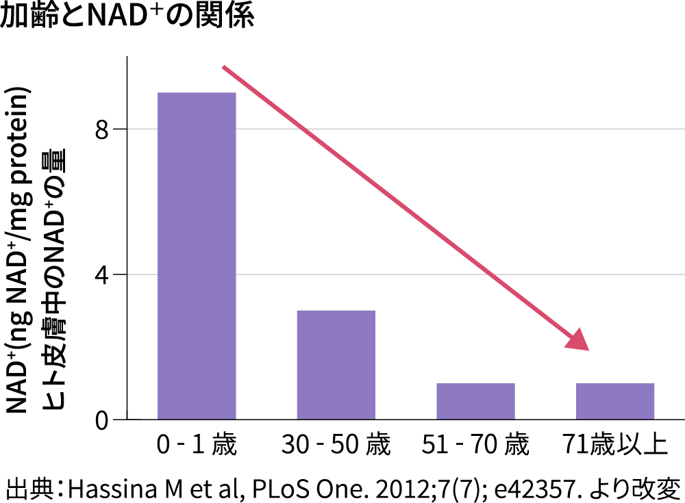 加齢とNAD＋の関係